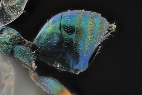 Lamprotatus sp.